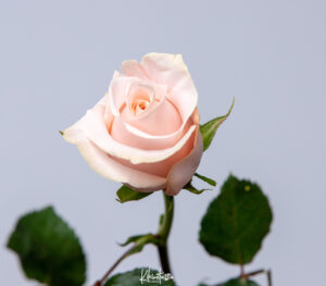Gallery Thumbnail 0